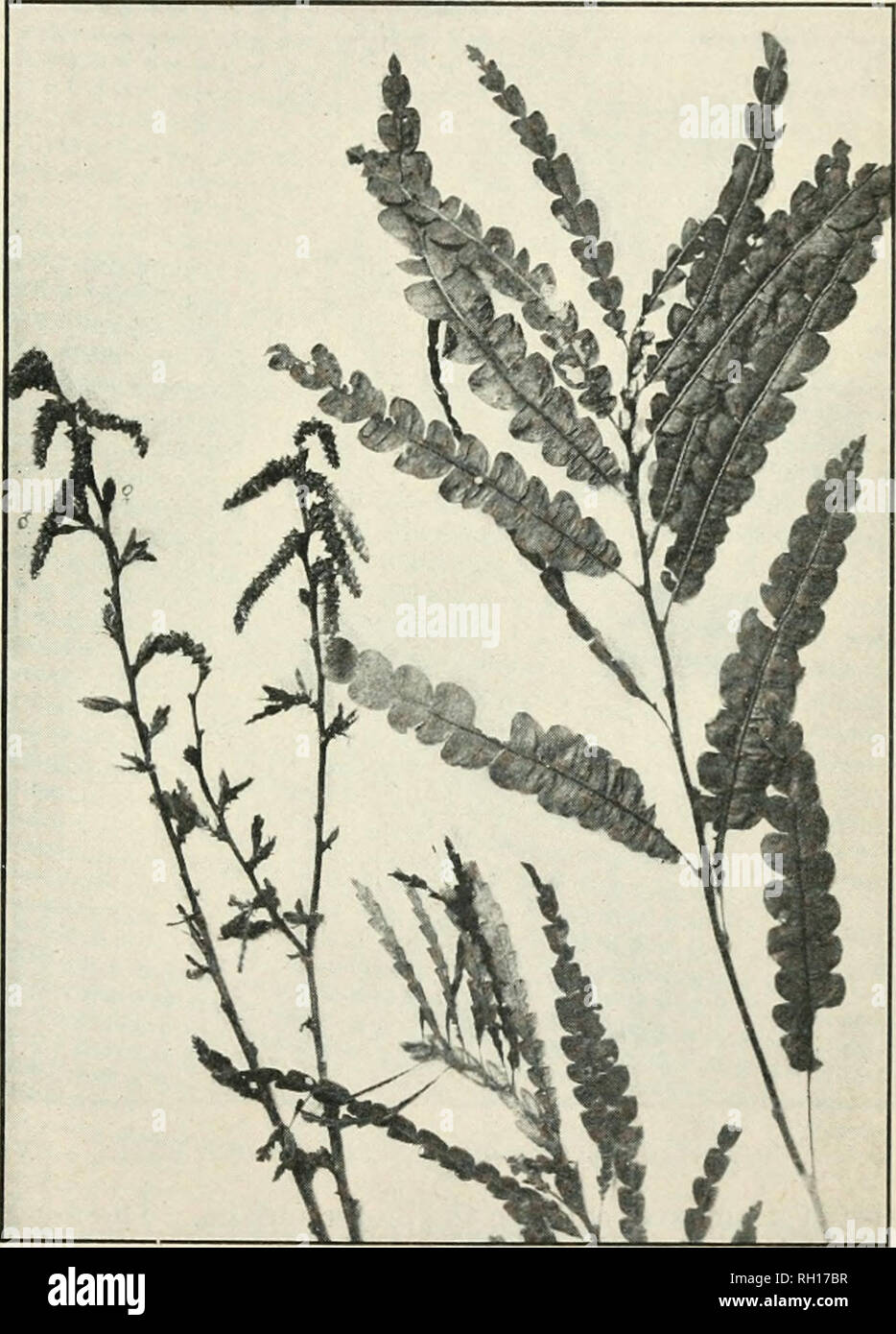 . Bulletin. Agriculture. PLANTS FURNISHING MEDICINAL LEAVES AND HERBS, 9 SWEET FERN. Comptonia peregrina (L.) Coullor. Synonyms.—rComptonia asplenifolia Gaertn.; Myrira itsplenifoUa L.; Liquidambor asplenifolia L.; Liquidamhar peregrina L. Other common names.—Kern gale, fern bush, meadow fern, shrubby fern, Canada tivveet gale, spleenwort bush, sweet bush, sweet ferry. Habitat and range.—Sweet fern is usually found on hillsides, in dry soil, in Canada and the northeastern United States. It is indigenous. Description.—The fragrant odor and the resemblance of the leaves of this plant to those of Stock Photo