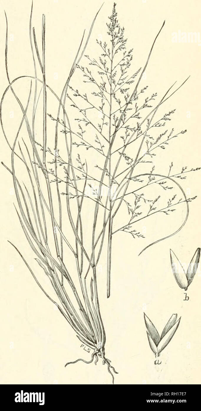 . Bulletin. Gramineae -- United States; Forage plants -- United States. 35 Sporobolus cryptandrus A. Gray (Sand Dropseed).—A tufted form with spread- ing-stems, 12 to IS incbfs long, occurring on sandy knolls and ridges; usually of very scattering growth, so that, thougli it is a nutritious jjasture grass, it is of small economic importance. Hillsdale, July 7 (3660); Laramie, July 20 (3417). Sporobolus depauperatus Scribn. (Dkopsekd).—Somewhat tufted, but still form- ing a continuous sod, stems and leaves slender, 6 to 12 inches high. A most excellent pasture giass. Centennial Valley, July 2 ( Stock Photo