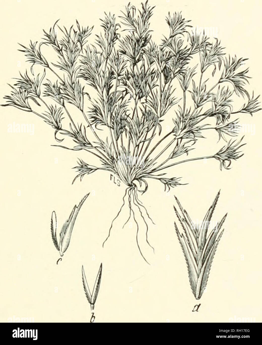 . Bulletin. Gramineae -- United States; Forage plants -- United States. 245. Fig. 227. Munroa squarrosa (Niitt.) Torr. False Buffalo- grass.—A low, diffusely much-branched annual, with crowded and sharply pointed, rigid leaves 0.5 to 2.5 cm. long.—Prairies and dry plains, South Dakota to Texas, west to Alberta, Montana, Colorado, and Arizona. June-October,. Please note that these images are extracted from scanned page images that may have been digitally enhanced for readability - coloration and appearance of these illustrations may not perfectly resemble the original work.. United States. Divi Stock Photo