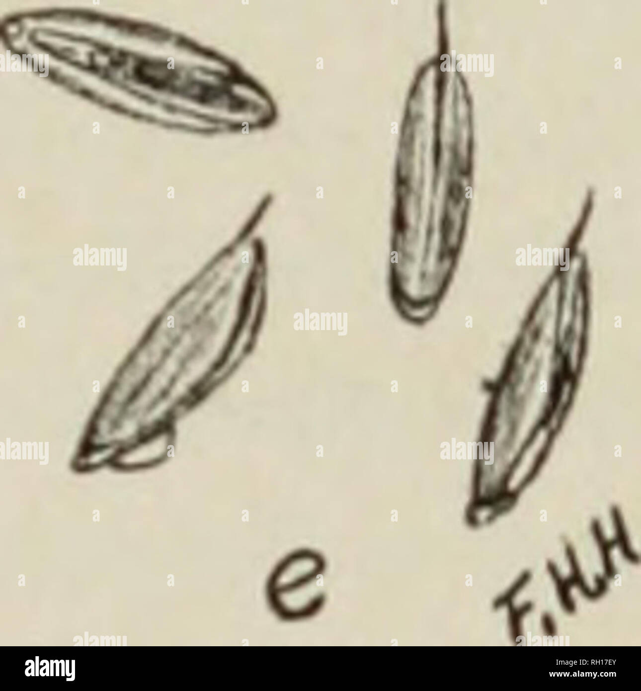 . Bulletin. Agriculture. SEEDS K RESCUE GRASS AM&gt; CHESS.. Fig. â .:.â Seedsof chess (Bromui secalinua): a and6, front views: c, edge view; &lt;!, buck view of seeds; c, seeds, natural size. Tin' first three show the palea and pedicel. exposed; grain equal to the glume and palea. often exposed at the apex of the floret, deeply grooved, reddish brown, sometimes occur- ring free from the glume and palea. The florets are Light or dark brown and mostly smooth, and sometimes have a slight diffused luster under the lens. (Fig. 2.) The more evident characters by which rescue-grass seed and chess se Stock Photo