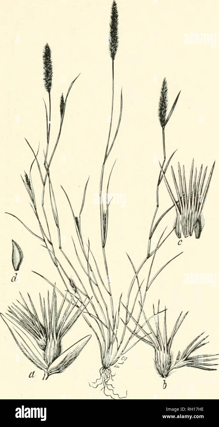 . Bulletin. Gramineae -- United States; Forage plants -- United States. 239. Fig. 221. Pappophorum wrightii S. Wats. (P. iorealeTorv., not Griseb.); Beal, Grasses N. Am., 2: 448. Purple-grass.—A slen- der, branching and apparently annual species 2 to 4 dm. high, with narrow, involute leaves and densely dowered, spike-like, lead-colored or purplish panicles 1 to 7 cm. long.—Rockj- hills, canyons, and open plains, western Texas to Arizona. [Northern Mexico.] July-September.. Please note that these images are extracted from scanned page images that may have been digitally enhanced for readability Stock Photo