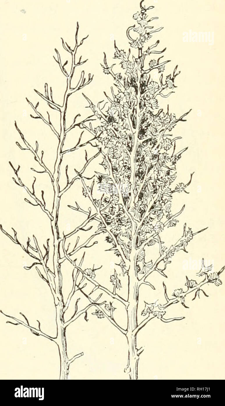. Bulletin. Gramineae -- United States; Forage plants -- United States. Fig. 28.—Winterfat (Eurotia lanata). Fig. 29.—Greasewood (SarcohaUis vermiciilattis). extent that in some localities the plants are kept so closely browsed as to be ultimately destroyed. Under ordinary conditions this plant fur- nishes a large amount of forage and is particularly valuable, since it will thrive on soil that will not even produce sage-brush. As stated elsewhere in this report, &quot;sage-brush&quot; land is easily subdued, and under irrigation produces excellent crops of grain, alfalfa, etc., while &quot;gre Stock Photo