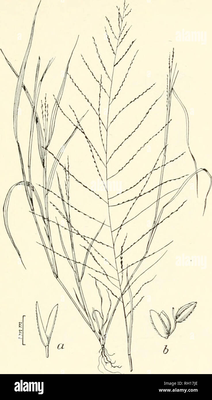 . Bulletin. Gramineae -- United States; Forage plants -- United States. 237. Fig. 219. Leptochloa mucronata (Michx.) Kuiith. Feather- grass.—A more or less braiifbuiu; auuual 6 to 12 dm. higb, with rather broad, flat leaves and long terminal iianicles of many slender spikes.—A weed in cnltivated and waste grounds, Virginia, Illinois, Missouri, Tennessee, Alabama, Texas, Indian Territory, Arizona, and California. [Northern Mexico and Cuba.] June- October,. Please note that these images are extracted from scanned page images that may have been digitally enhanced for readability - coloration and  Stock Photo
