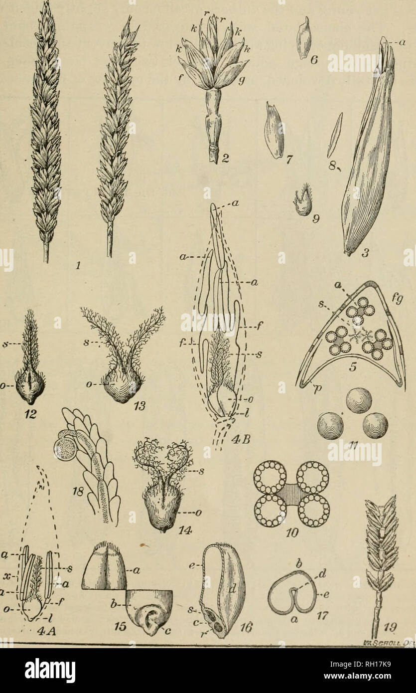 Bulletin. Plant diseases -- United States. THE WHEAT PLANT. .51. a--T Pifi.  1.).ârho spikes, flowers, and seed of wheat. 1, spike of Fife at the right,  and a hhie stem spike