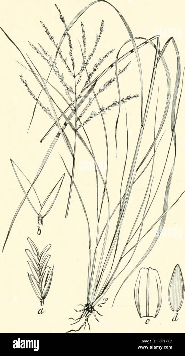 . Bulletin. Gramineae -- United States; Forage plants -- United States. 235. Fig. 217. Leptochloa dubia (HBK.) Nees (Chloris diibia HBK.; Dtplachne dubia Scribn.); Beal, Grasses N. Am., 2: 437.—A rather stout and appareutly perennial species, 3 to 9 dm. high, with usually eight to ten approximate spreading spikes 6 to 8 cm, long.—Southern Florida, Texas to Arizona, and southward into Mexico. April-September.. Please note that these images are extracted from scanned page images that may have been digitally enhanced for readability - coloration and appearance of these illustrations may not perfe Stock Photo
