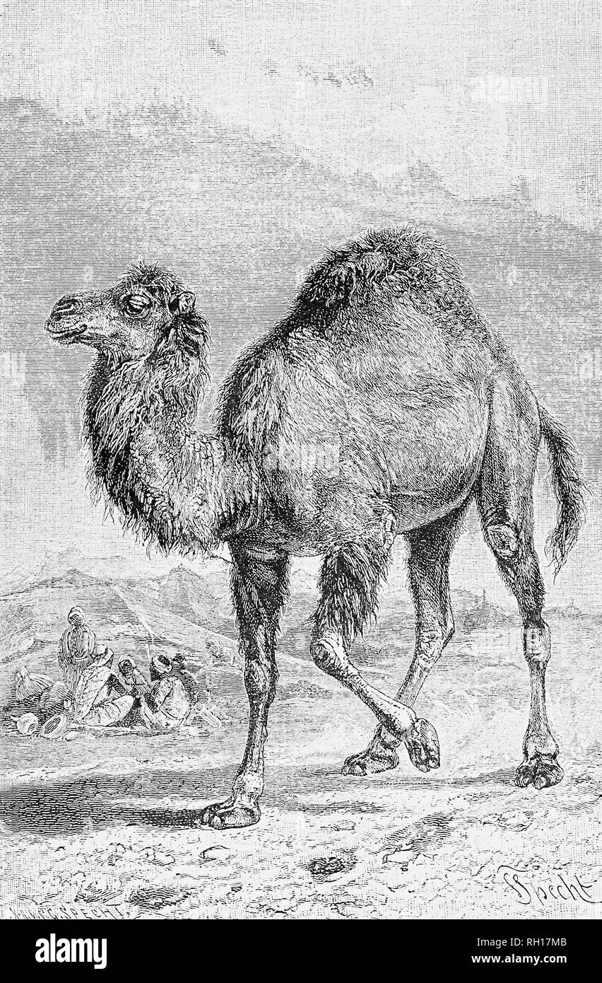Antique image of a camel Stock Photo