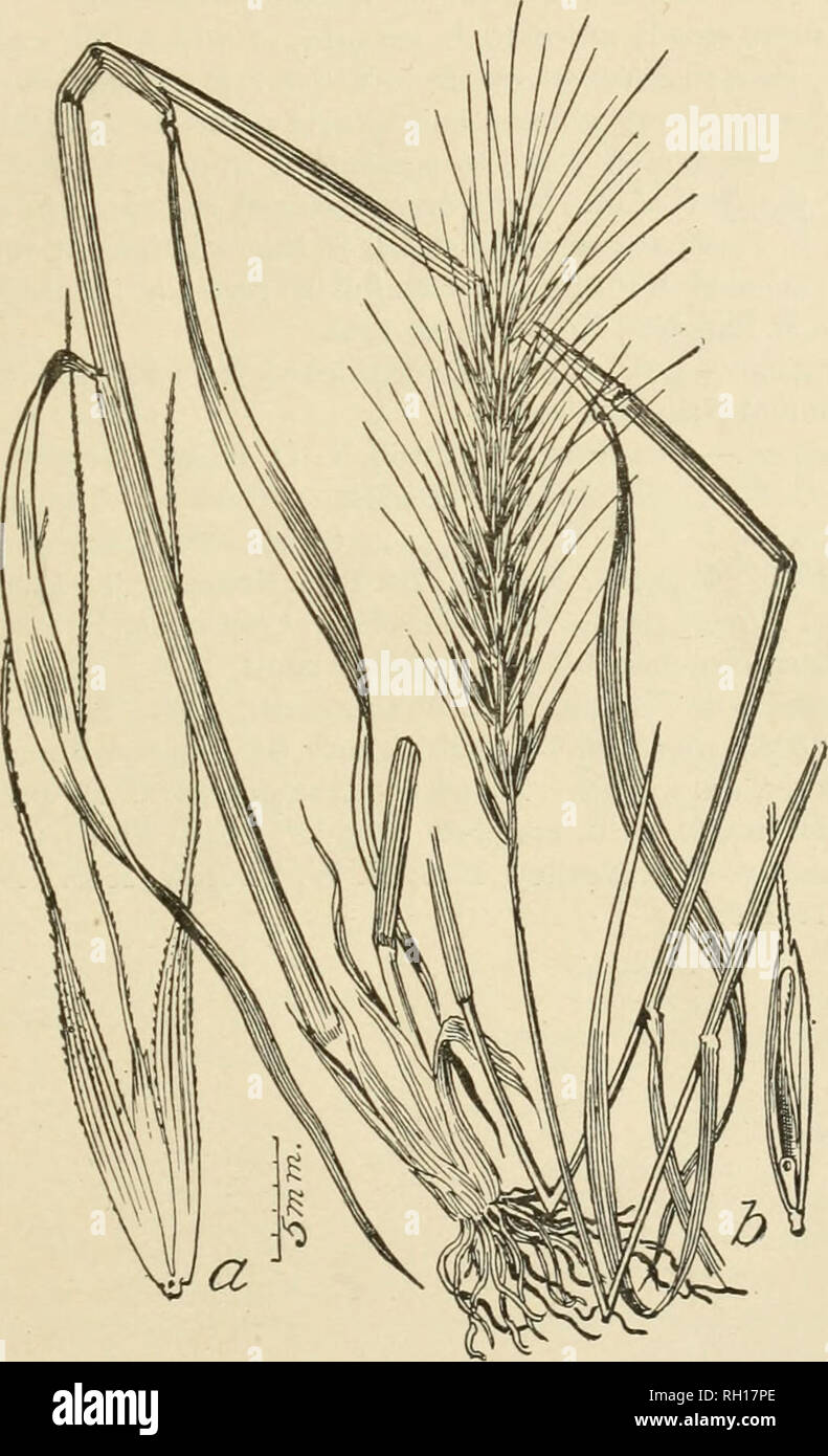 . Bulletin. Gramineae -- United States; Forage plants -- United States. 49 a mere point to 1.5 cm. in length in the same spikelet; flowering gkimes, on a short stipe, hnear-lanceolate; acnte, 8 to 10 mm. long, indistinctly 3 to 5 nerved, scabrous and thinly hirsute, tipped with a stout, divergent, scabrous awn, 2 to 3 cm. long. Palea ecjualing or slightly shorter than the glume, bidentate, minutely scabrous. This species is closely allied to E. canadensis, but is readily distinguished by the more slender, open infloresence and the unequal and much reduced empty- glumes. Type collected by T. A. Stock Photo
