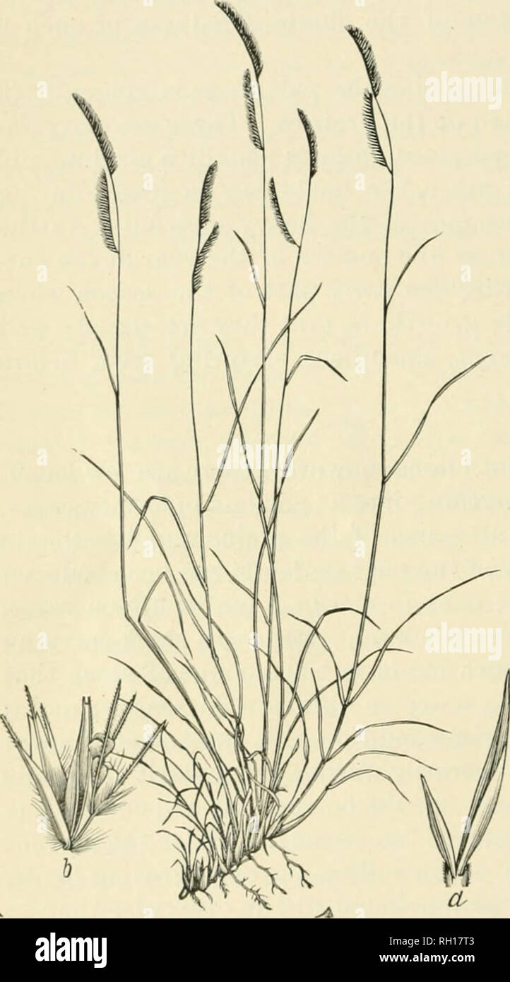 . Bulletin. Gramineae -- United States; Forage plants -- United States. 52 coarse and woody, or otherwise unpalatable, to be of much value; and still others, while affording nutritious forage, are of most value for hay, and have been considered in the preceding pages of this report under the discussion of the native meadow-grasses. The principal i^asture grasses of the dry plains region are the gramas {Bovtelono spp.), buffalo-grass {BulhiUs dacti/loides), wheat grasses, already discussed under meadow-grasses, prairie June-grass [Koeleria cristata), and needle-grasses {8ti2)a spp.). Other gras Stock Photo