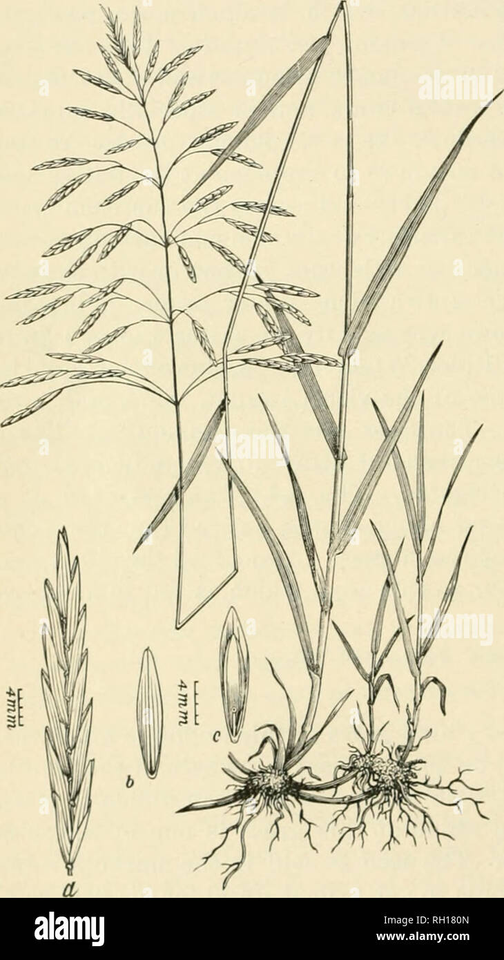 . Bulletin. Gramineae -- United States; Forage plants -- United States. 32 with Canadian blue grass {Poa compressa)^ low spear-grass {Poa anmia), and redtop, it follows along the irrigating ditches, forming bright green borders, and affording many juicy mouthfuls for the cattle and other stock. Like most of the other cultivated grasses, it thrives best in the rich valleys of the lower mountains and foothills, where it is ])rotectcd from drought and the excessive heat of midsummer. It is indigenous in many parts of the Rocky Mountain region. SMOOTH OR HUNGARIAN BROME-GRASS. Brornus inermis. Of  Stock Photo