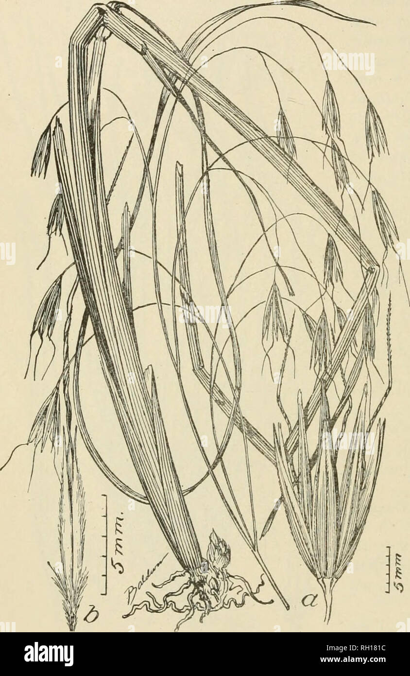 . Bulletin. Gramineae -- United States; Forage plants -- United States. 24 This plant, lias been referred to the South American TrisUtdii/a leiostachya Nees, from which it is readily distinguished by its more slender habit, plane, not involute leaves, and shorter spikelets and awns. The spikelets of T. leiosiachya are 5 cm. long and the awns are about 12 cm. long. In T. avenacea the spikelets are from 2 to 3.5 cm. long and the awns do not exceed 6 cm. in length. Near Santa Teresa, Sierra ]Madre Mountains, Territorio de Tepic, 2229 J. N. Eose, August 13, 1897. TRISTACHYA LAXA Scribn. &amp; Merr Stock Photo