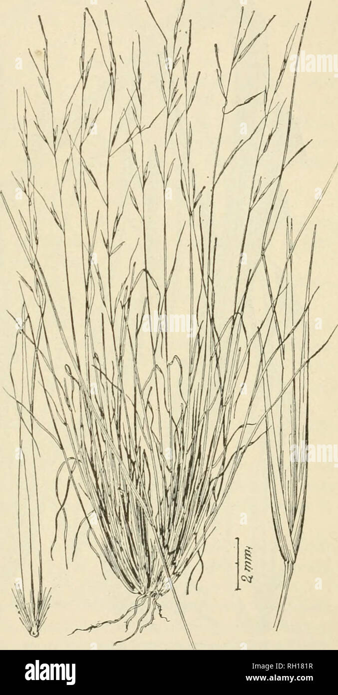 . Bulletin. Gramineae -- United States; Forage plants -- United States. 28 on the back, 2-toothed at the apex, the teeth awn-like; calkis rather densely bearded, hairs stiff, the longer ones 3 to 4 mm. long; awn arising below the apex of the flowering glume, slender, geniculate, twisted below the geniculation, about 17 mm. long. Palea as long as the fiowering glume, rather rigid, margins rounded, infiexed, apex subhyaline, the two nerves extending into subulate, awn- like teeth. Cool, mossy cliffs. Sierra de Tepixtlan, near Cuernavaca, State of Morelos, altitude 2,.300 m., 8018 C. G. Pringle,  Stock Photo