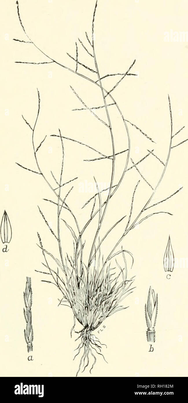 . Bulletin. Gramineae -- United States; Forage plants -- United States. 211. Fig. 193. Schedoiinaidus paniculatus (Nutt.) Trelease; Brit- ton and Brown, 111. FL, 1 : 179 (S. Ivxanus Steud.). Texan Crab- grass.—A low, diffusely branching annual, with short, narrow leaves and slender, paniculate spikes. The tufted stems varj- from 1 to 9 dm. long.—Dry prairies, Illinois to Texas and New Mexico, north to Assiniboia and Manitoba. April-October.. Please note that these images are extracted from scanned page images that may have been digitally enhanced for readability - coloration and appearance of  Stock Photo