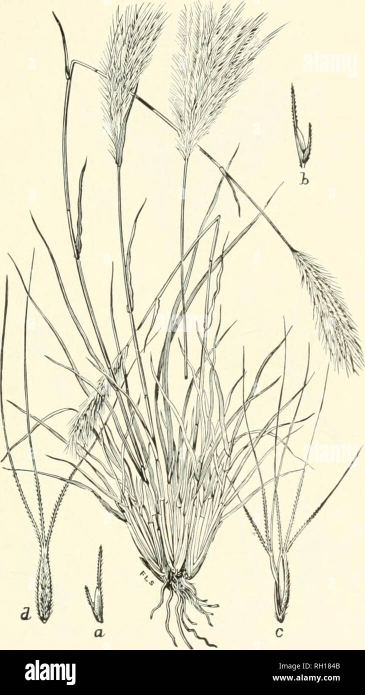 . Bulletin. Gramineae -- United States; Forage plants -- United States. 207. Fig. 189. Trichloris blanchardiana Scribn. (T. fasciculata Fourn.).—A rather stout perennial 5 to 10 dm. high, with long, narrow leaves and many, slender, bearded spikes, which are fasci- culate or subdigitate at the apex of the culm.—Dry plains and mesas, Texas to Arizona. ^lay-September,. Please note that these images are extracted from scanned page images that may have been digitally enhanced for readability - coloration and appearance of these illustrations may not perfectly resemble the original work.. United Sta Stock Photo