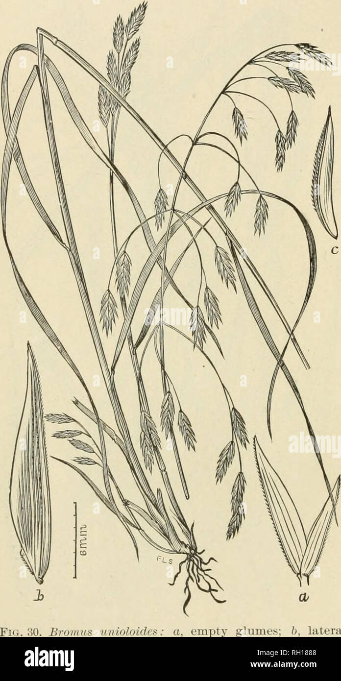 . Bulletin. Gramineae -- United States; Forage plants -- United States. 50 28a. BROMUS PUMPELIilANUS TWEEDYI Scribn. in Beal, Grass. N. A. 2: (&gt;22. 1896. This differs from the species in having the leaves and sheaths usually iiilose-pubescent throughout and the flowering glumes with coarser, denser, hirsute-pubescence. In other respects like the species. Type No. 587, collected by Frank Tweedy, Slough Creek, Yellowstone Park. General distribution apparently the same as for the species. SpecimensE.xAMiNED.—Colorado: (H. N. Patterson29); (M. E. Jones.) Wyoming: Sun- dance (D. Griffiths 435,88 Stock Photo