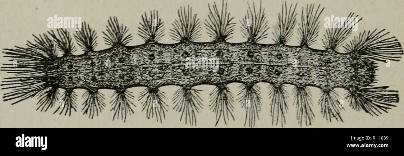 . Bulletin. Geology -- Connecticut; Animals -- Connecticut; Plants -- Connecticut. Male. Caterpillar FIG. 2. The four stages in the life cycle of an insect: Gypsy moth, Porthetria dispar. All figures natural size. very handsome. Most of them are of small size, some laid singly and others in large masses. The eggs of flies hatch in a few hours; but the eggs of the tent caterpillar (Malacosoma americana Harr.), shown in Fig. 3, and of the gypsy moth (Porthetria dispar Linn.), shown in Fig. 2, remain on the trees from July to the following May, or about nine months, before hatching. These cases w Stock Photo