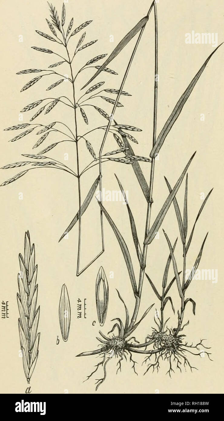 . Bulletin. Gramineae -- United States; Forage plants -- United States. 48. cens Del. 1813. counii Vas. p. General distribution: This species, which has been introduced from Europe under the name of smooth or Hungarian brome-grass, is being grown in many places throughout the semiarid regions of the West, where it is to be met with as an escape from cultivation. It is very closely related to Bromus pumpellianus, but has narrower panicles and spikelets, also smoother glumes. 28. BROMUS PUMPELLIANUS Scribn. Bui. Torr. Bot. Club 15 : 9. Jan. 1888. Bromus purgatis purpurascens Hook. Fl. Bor. Am. 2 Stock Photo