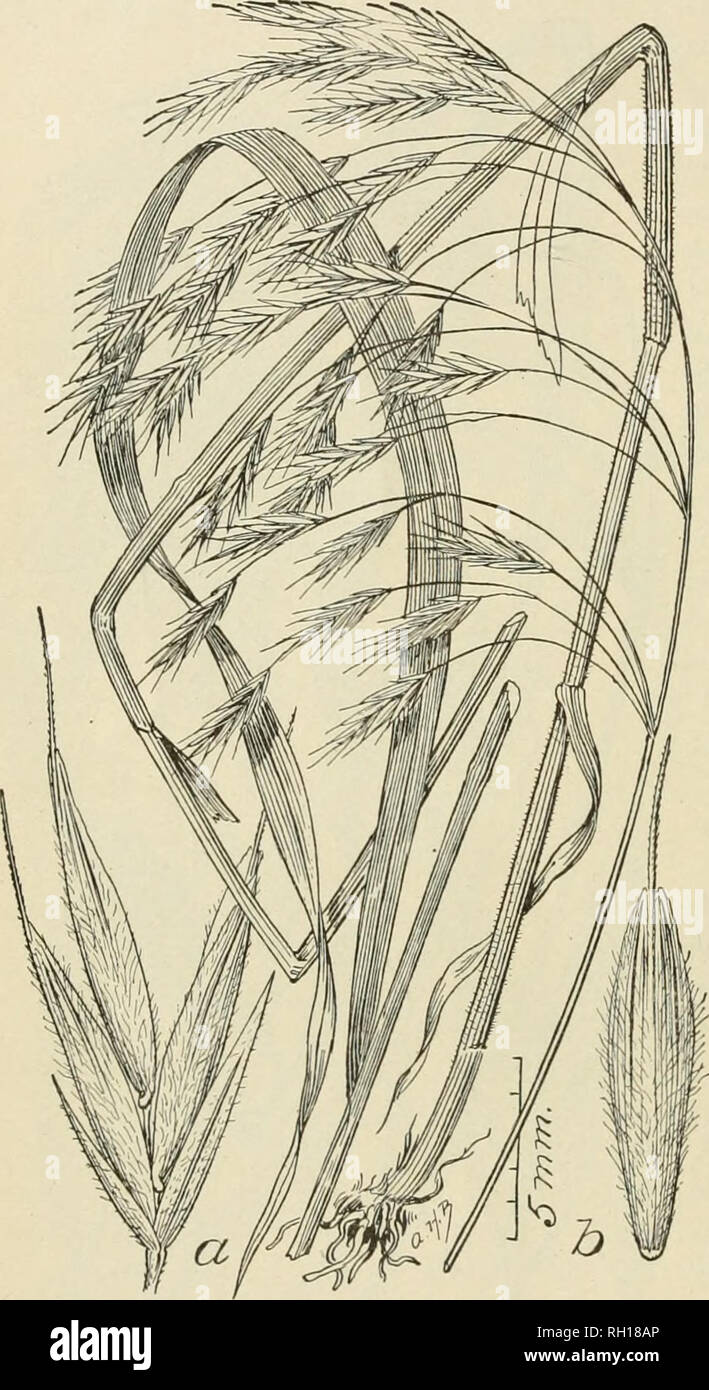 . Bulletin. Gramineae -- United States; Forage plants -- United States. 40 North Carolina: Biltmore (Biltniore Herbarium 128a). Georgia: Rome (Dr. Chapman). Tennessee: Knoxville (A. Ruth 30); Franklin County (H. Eggert 28). Kentucky: Big Black Mountain (T. H. Kearney jr. 276). Ohio: Cincinnati (C. G. Lloyd 3515). Illinois: Chicago (H. N. Bahcock); Mount Carmel (J. Schrenck). Michigan: Rochester (O. A. Farwall 563). lawiL: Lebanon (C. R. Ball and A. F. Sample 26) ; Ames (C. R. Ball 123); Fayette County (B. Fink 290, 629); Decatur County (T. J. and M. F. L. Fitzpatrick 12). Minnesota: Duluth (G. Stock Photo