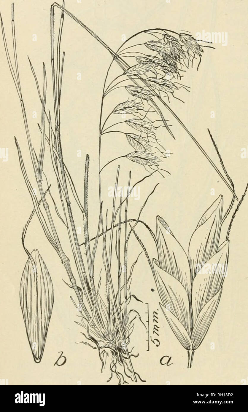 . Bulletin. Gramineae -- United States; Forage plants -- United States. 22 uous. Spikelets oblong to oblong ovoid, turgid, 6-12-flowered, 15-20 mm. long; empty glumes broad, obtuse, glabrous, the lower 3- or indistinctly 5-nerved, |-| the length of the upper, the upper 7-9-nerved, 6-8 mm. long; flowering glume very broad, 7-9-nen-ed, ohime, with a Inroad scarious margin somewhat obtusely angled al:)ove the middle, glabrous or minutely scabrous, apex minutely notched; awn ratlnr Htont, attached below the apex, about the length of the glume, somewhat twisted and divergent, espccialbj at niatarit Stock Photo