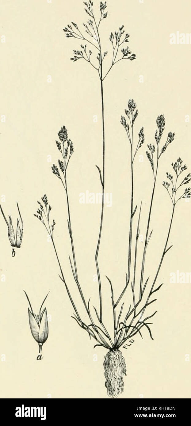 . Bulletin. Gramineae -- United States; Forage plants -- United States. 170. Fig. 152. Aira caryophyllea L. Silvery Hair-grass.—A slender, tufted annual 1 to 3 dm. liigh, with short leaves and small-flowered, open panicles 2 to 8 cm. long.—In sandy waste places, Massachusetts to Virginia; also on the Pacific Coast. In- troduced from Europe. May-August.. Please note that these images are extracted from scanned page images that may have been digitally enhanced for readability - coloration and appearance of these illustrations may not perfectly resemble the original work.. United States. Division Stock Photo