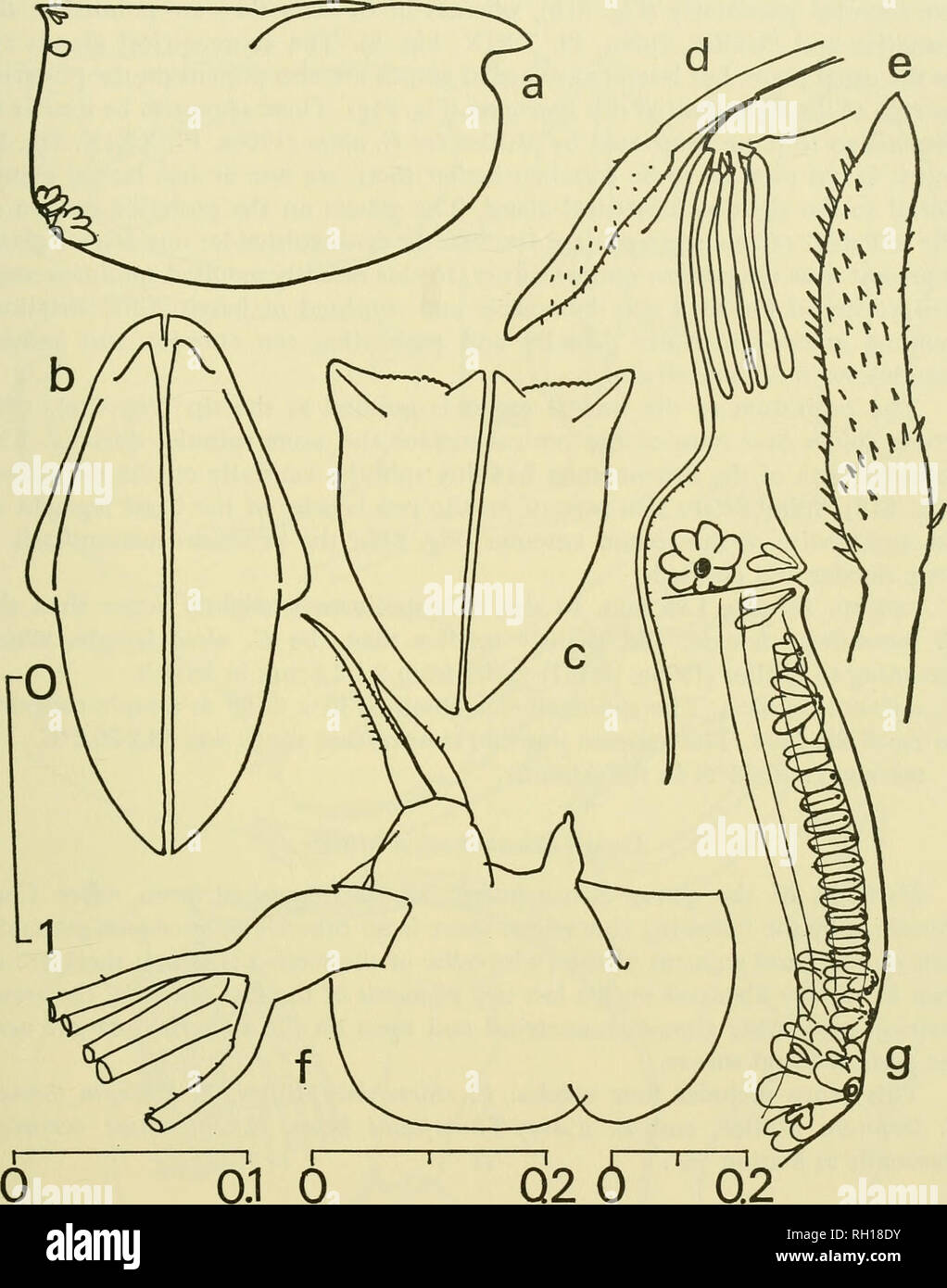 . Bulletin. Natural history; Natuurlijke historie. PELAGIC OSTRACODS OF THE SARGASSO SEA OFF BERMUDA 115. Figure 61. Conchoecia sp. a-c, lateral, ventral and posterior views of female, d, frontal organ and first antenna of female, e, capitulum of female frontal organ, f, endopodite of female second antenna (setae and filaments cut off), g, posterior margin of right shell from inside. Scale at left for a-c; at bottom right for g; at bottom center for d; at bottom left for e and f. Scales in mm. concentrica female (Fig. 49a). The shoulder vaults are raised wing-like (Fig. 61c), as in both the C. Stock Photo