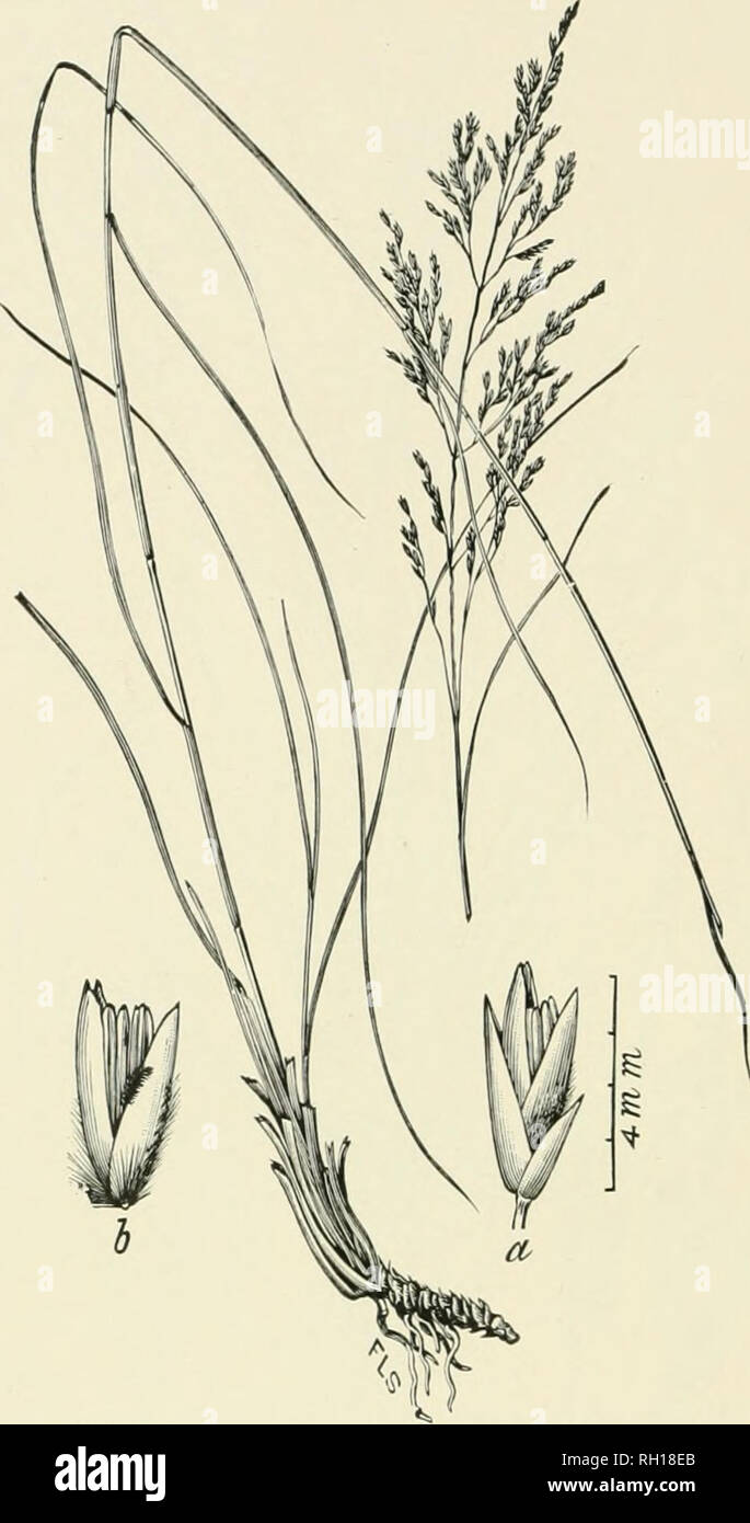 . Bulletin. Gramineae -- United States; Forage plants -- United States. 168. Fig. 150. Calamovilfa brevipilis ( Toir.) 8cribn. {Arundo brevi- pilis Torr.). Siiort-iiaiked REED-ciUASS.—A rather slender, smooth perennial 9 to 12 dm. high, with very narrow leaves and open panicles 8 to 24 cm. long.—Sandy swamps in the pine bar- rens of New Jersey, Angnst, September.. Please note that these images are extracted from scanned page images that may have been digitally enhanced for readability - coloration and appearance of these illustrations may not perfectly resemble the original work.. United State Stock Photo