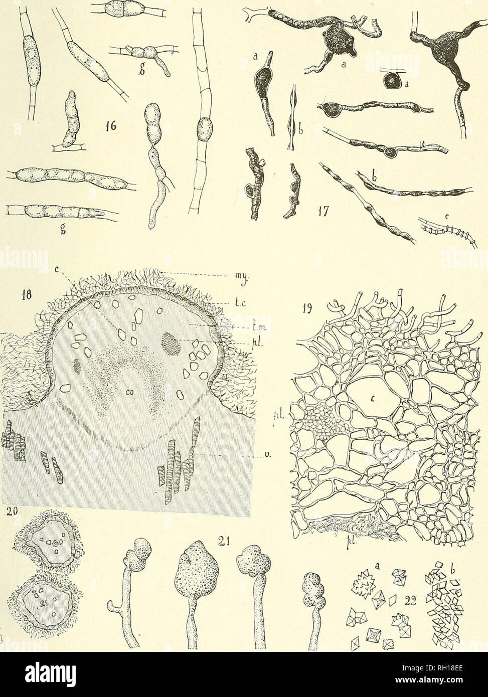 . Bulletin. Mycology; Fungi; Fungi. Bull, de la Soc. Myc. de France Tome XVIII, Pl. XVII. ^ ^%g# F. Guégu^n., de1.. &gt;t Se. Recherches sur le Glœosporium phomoides. Please note that these images are extracted from scanned page images that may have been digitally enhanced for readability - coloration and appearance of these illustrations may not perfectly resemble the original work.. Société mycologique de France; Société botanique de France. Epinal : La Société Stock Photo