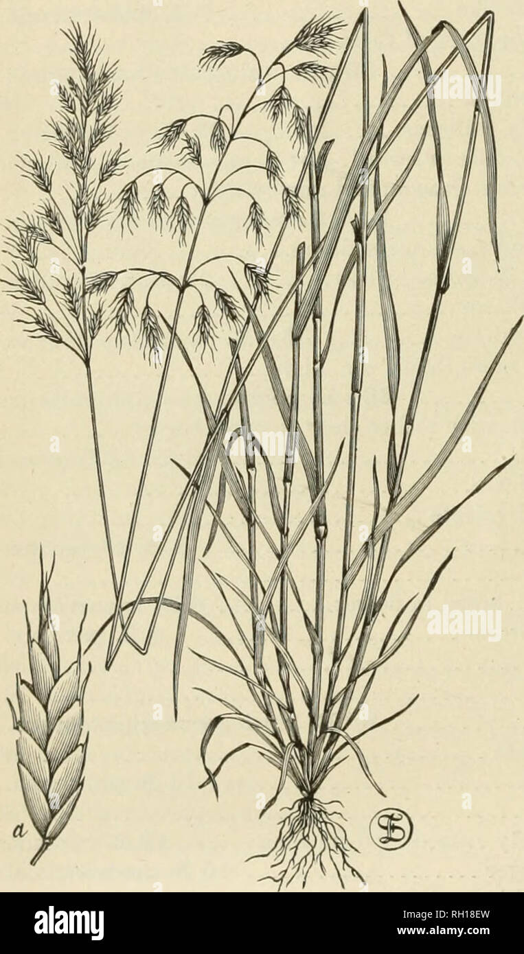 . Bulletin. Gramineae -- United States; Forage plants -- United States. 16 59. Spikelets less than 6 mm. broad iu flower 4 B. arvensis. 59. Spikelets more than 6 mm. broad in flower... 2a B. racemosus commutatus. 60. Awn more than 15 mm. long 61 60. Awn much less than 15 mm. long, sometimes wanting 62 61. Awn usually more than 35 mm. long 11 a B. maximus gussoni. 61. Awn usually less than 30 mm. long 13 B. sterilis. 62. Awn usually less than 3 mm. long 27 B. inermis. 62. Awn usually more than 3 mm. long 16a: B. ciliatus laeviglumis. I. BROMUS PROPER. A. Annuals or sometimes biennials vnth empt Stock Photo