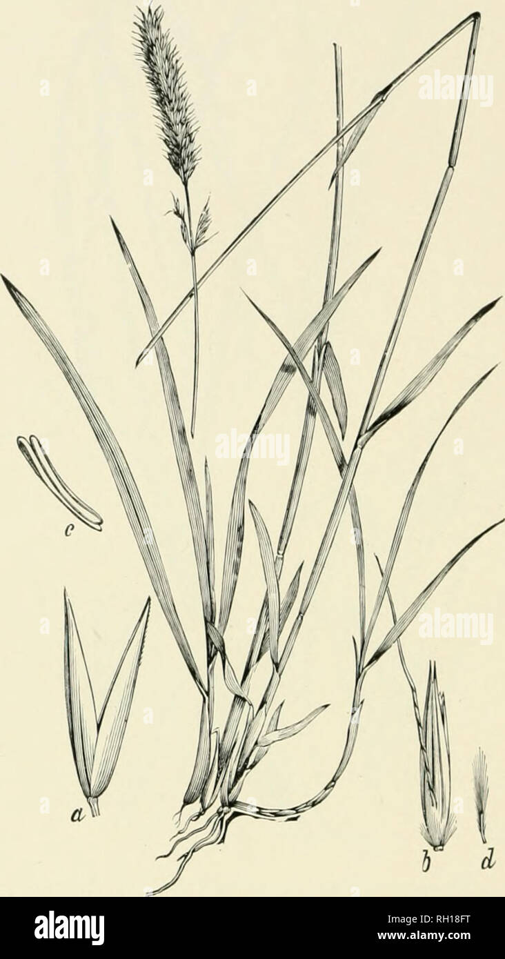 . Bulletin. Gramineae -- United States; Forage plants -- United States. 164. Fig. 14(3. Calamagrostis tweedyi Sciibu.; Heal, (irassos N. Am., 2:348.—A stout peienuial 7 to 10 diu. liigli, with rather broad, llat leaves and densely flowered, spike-like panicles 8 to 12 cm. long.—Cascade Mountains, Washington.. Please note that these images are extracted from scanned page images that may have been digitally enhanced for readability - coloration and appearance of these illustrations may not perfectly resemble the original work.. United States. Division of Agrostology. Washington, D. C. : The Divi Stock Photo