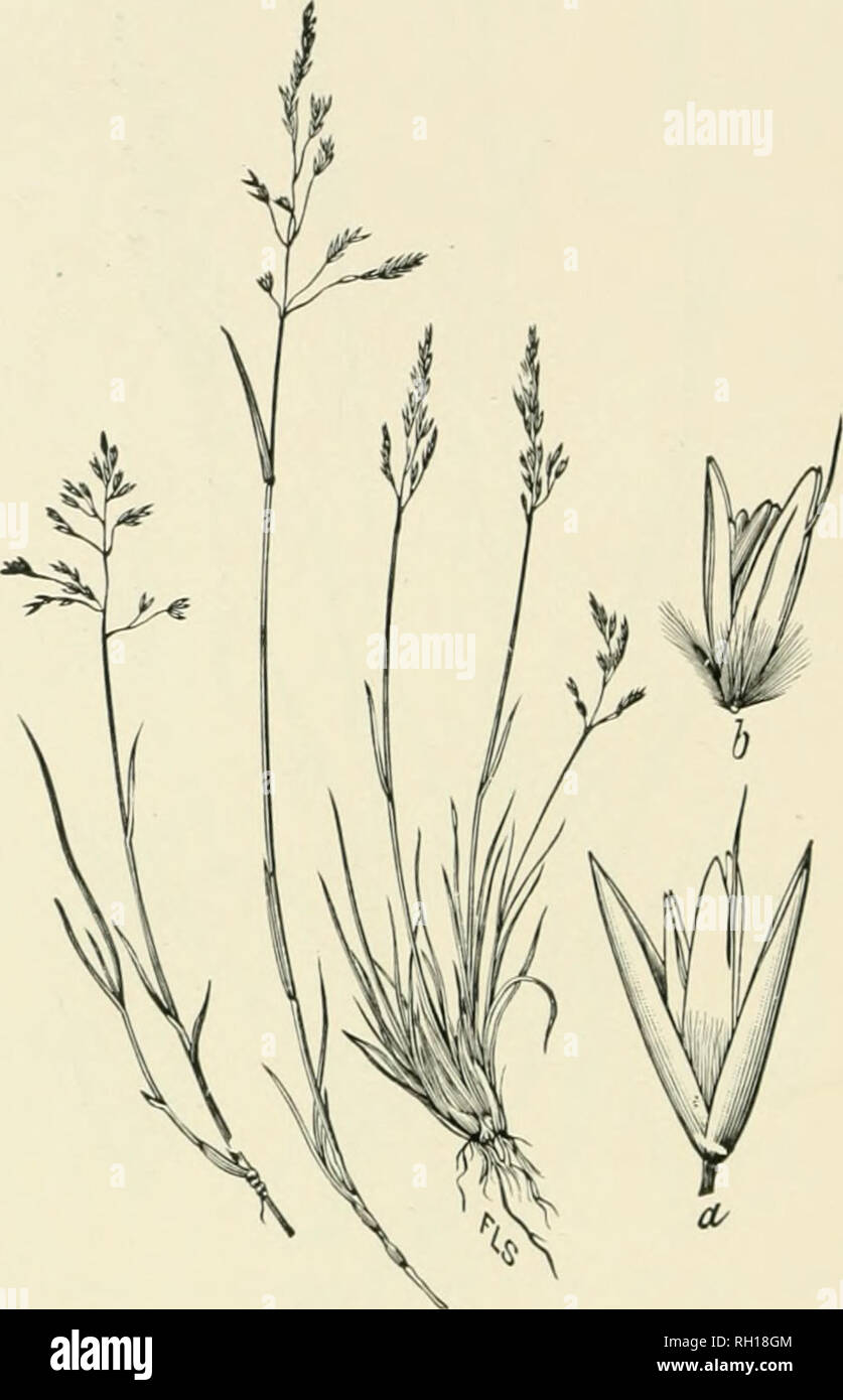 . Bulletin. Gramineae -- United States; Forage plants -- United States. 162. Fig. 144. Calamagrostis deschampsioidesTriu.; IJeal, Grjisses N. Am., 2 : 339.—A slcudtr pereunial with riiliiis 1.5 to 3 dm. liigb, from creeping rootstocks, with narrow leaves 3 to 7 cm. long and open, pyramidal ]):uiicle84to 8 cm. long.—Piil)ilof I.slands. Alaska, southward to California. [Kamchatka.] August.. Please note that these images are extracted from scanned page images that may have been digitally enhanced for readability - coloration and appearance of these illustrations may not perfectly resemble the ori Stock Photo