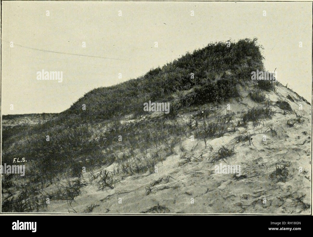 . Bulletin. Gramineae -- United States; Forage plants -- United States. Fig. 1.—Winter Fat ; Sweet Sage &lt;Eurotia lanatai, Native growth From a photograph by A. H. Leckenby.. Fig. 2.—Sand Dune Formed by Seaside Blue Grass (Poa magrantha) near Seaside, Oreg. From a photograpli by F. Lamson-Seribner, 1899.. Please note that these images are extracted from scanned page images that may have been digitally enhanced for readability - coloration and appearance of these illustrations may not perfectly resemble the original work.. United States. Division of Agrostology. Washington, D. C. : The Divisi Stock Photo