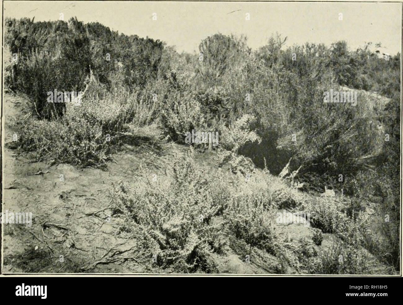 . Bulletin. Gramineae -- United States; Forage plants -- United States. Bui. 22, Div of Agrostology, U. S. Dept. of Agriculfure. Plate XIII.. Fig. 1.—Winter Fat ; Sweet Sage &lt;Eurotia lanatai, Native growth From a photograph by A. H. Leckenby.. Please note that these images are extracted from scanned page images that may have been digitally enhanced for readability - coloration and appearance of these illustrations may not perfectly resemble the original work.. United States. Division of Agrostology. Washington, D. C. : The Division Stock Photo