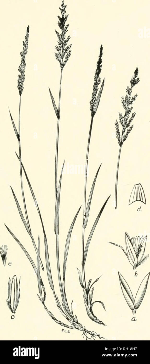 . Bulletin. Gramineae -- United States; Forage plants -- United States. 161. Fig. 143. Calamagrostis breviseta(A. Gray) Scribn.; Britton and Brown 111. Fl., 1: 164 (C. plcluririfjil A. Gray). SnoRT- AWXED Reed-grass.—A slender perennial 3 to 5 dm. high, with flat leaves and narrow or subpyraniidal, rather densely flowered purplish panicles 8 to 12 cm. long.—Moist ground, Newfoundland, Cape Breton Island, and Labrador to New Haiupshire, Vermont, and Massachusetts. July, 11162—No. 7 11' August.. Please note that these images are extracted from scanned page images that may have been digitally enh Stock Photo
