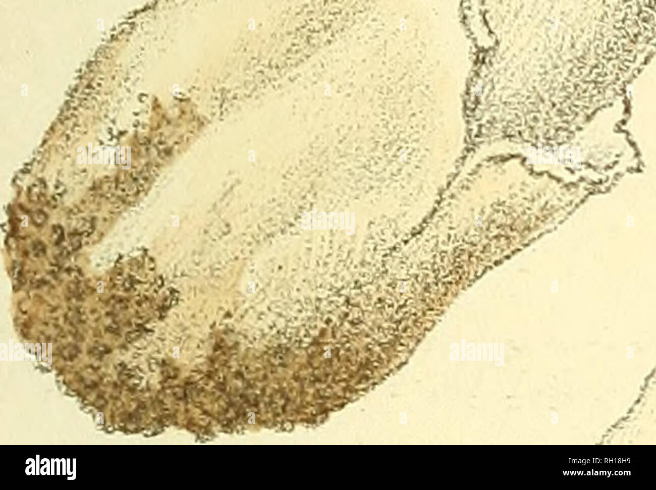 . Bulletin. Mycology; Fungi; Fungi. BULL, de la SOC. MYC. DE FRANCE T. XVIII, Pl. 13 &quot; I c Ãy/M X es â â y ; %s  ' ' â -.-'Y V* V â â 'â y? - : J ÃV S**?* &quot;X. . fc.)J-Â»Vx . i fe iiiliÂ«//// v Ã¯Ã¯. Please note that these images are extracted from scanned page images that may have been digitally enhanced for readability - coloration and appearance of these illustrations may not perfectly resemble the original work.. SociÃ©tÃ© mycologique de France; SociÃ©tÃ© botanique de France. Epinal : La SociÃ©tÃ© Stock Photo