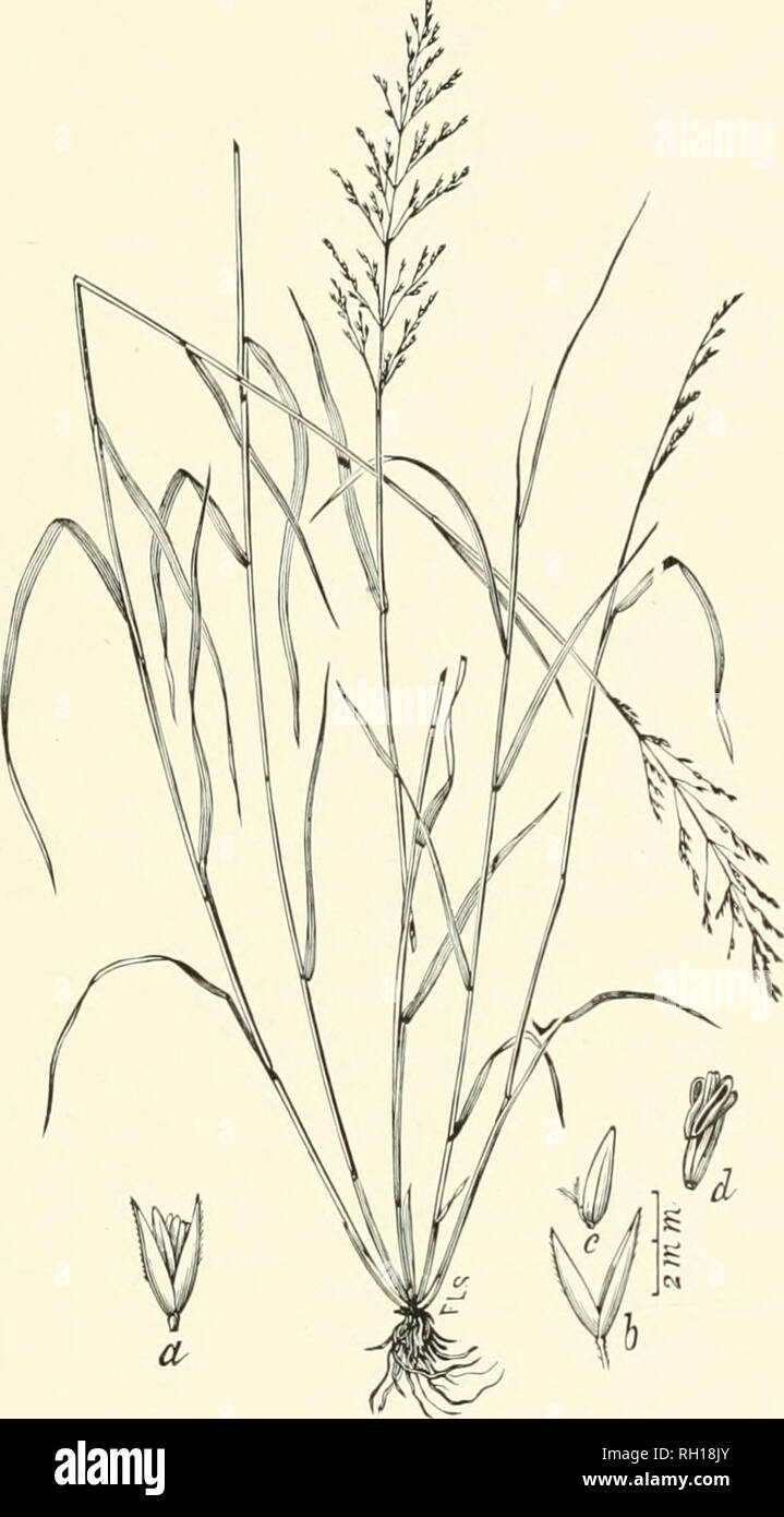. Bulletin. Gramineae -- United States; Forage plants -- United States. 157. Fig. 139. Agrostis diegoensis Vasey (A. foliosa Yasey); Beal, Grasses N. Am., 2 : 328.—A strong-growing, leafy perennial tl to 10 dm. liigb, from creeping rootstoeks, with pale-green, narrow, and many-riowered panicles 15 to 20 cm. long. Spikelets 2 to 3 mm. long; flowering glume short-awned or awnless; palea wanting.— Mountains of southern California to Washington. May- August.. Please note that these images are extracted from scanned page images that may have been digitally enhanced for readability - coloration and  Stock Photo