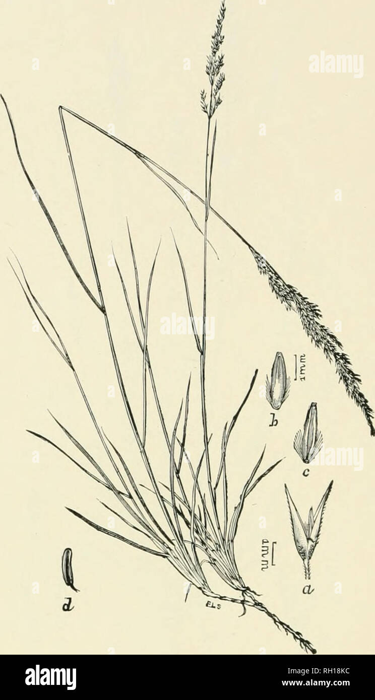 . Bulletin. Gramineae -- United States; Forage plants -- United States. 156. Fig. 138. Agrostis pringlei Scribn. sp. nov.—A strongly stolo- niferous grass, with rather slender, upright or ascending culms 3 to 6 dm. high, narrow and rather rigid flat leaves, and loosely flowered, narrow ]ianicle8 5 to 15 cm. long. Flowering glumes much shorter than the acuminate outer oues, aud remarkable for the long hairs on the callus.—Plains, Mendocino County, Cal- ifornia (Pringle), and northAvard to Oregon ( ?). August.. Please note that these images are extracted from scanned page images that may have be Stock Photo