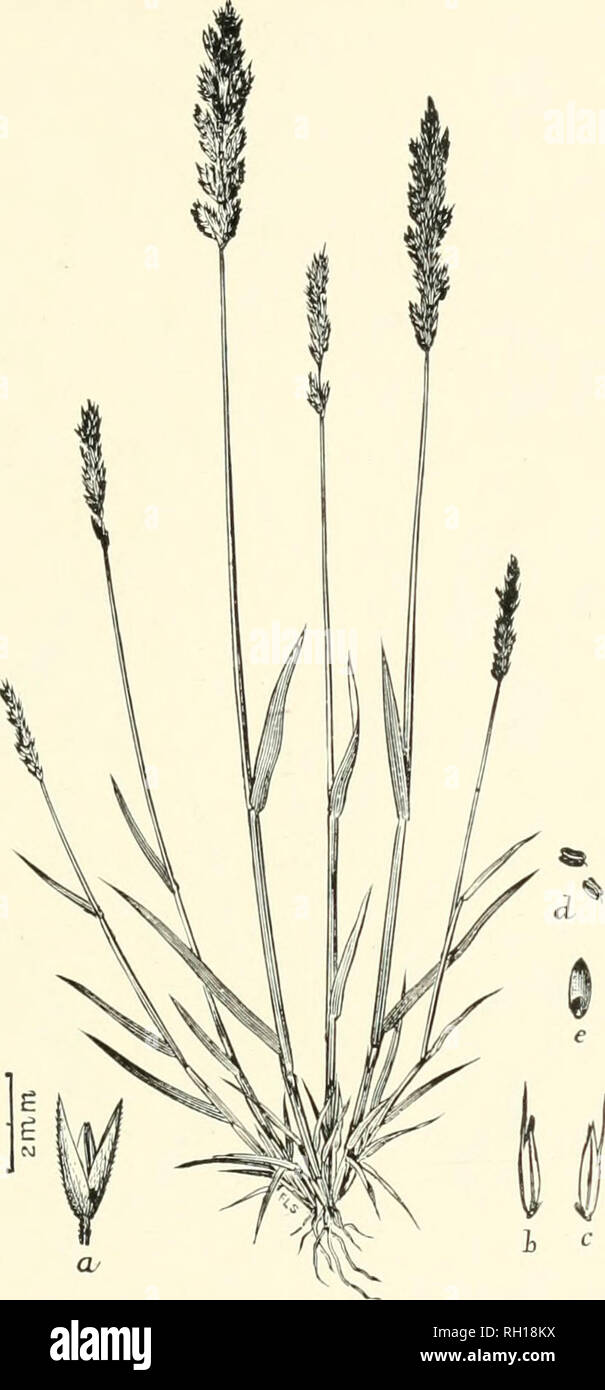. Bulletin. Gramineae -- United States; Forage plants -- United States. 155. Fig. 137. Agiostis densifloraVasey; Contrib. U. S. Nat. Herb., 3: 72 (1892); Beal, Grasses N. Am., 2 : 326. Dexsely-flowki.ed Bent.—A rather stout, ca'spitose pereiiuial 1.5 to 4.5 dm. high, with short aud comparatively broad leaves aud densely, many- flowered, almost spike like panicles 3 to 8 cm. long.—Oregon and California, along the coast, apparently rare. July, August.. Please note that these images are extracted from scanned page images that may have been digitally enhanced for readability - coloration and appea Stock Photo