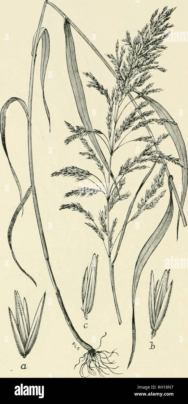 . Bulletin. Gramineae -- United States; Forage plants -- United States. 152. Fig. 134. Cinna arundinacea L. Indian Rked.—A tall, leafy grass 9 to 21 dm. high, with simple culms, Hat leaf blades, and ample terminal panicles.—Shaded swamps, banks of streams and low thickets, Newfoundland to North Carolina, Alabama, Texas, South Dakota, and the Northwest Territory. May-September.. Please note that these images are extracted from scanned page images that may have been digitally enhanced for readability - coloration and appearance of these illustrations may not perfectly resemble the original work. Stock Photo