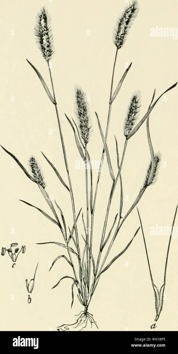 . Bulletin. Gramineae -- United States; Forage plants -- United States. 150. ?nS&gt; Fig. 132. Polypogon monspeliensis (L.) Desf. Bkard- GRASS.—A smooth annual iVom a few centimeters to 6 to 9 dm. liigb, -with awued l-liowered spikelets crowded in dense spike- like panicles.—In ilelds and waste places, sparingly naturalized along the Atlantic Coast from Xew Hampshire to South Carolina; abundantly on the Pacific Slope from California to Vancouver Island, and in Arizona, Nevada, and Colorado. [Europe and Asia.] April-Octol)er.. Please note that these images are extracted from scanned page images Stock Photo