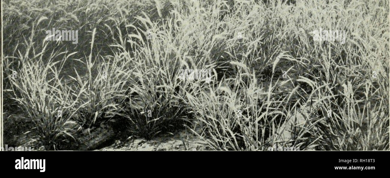 . Bulletin. Gramineae -- United States; Forage plants -- United States. Fig. 1 .âGiant Lyme Grass iElymus condensatusi at Experiment Station, Berkeley, Cal. â lllL Ji^ M*-&lt;imm$- 'w â m'j'-i''&quot;. Fig. 2.-View in Grass Station at Walla Walla, Wash., Showing Canadian Rye Grass (Elymus canadensis). From a photograph by F. Lamson-Scribner.. Please note that these images are extracted from scanned page images that may have been digitally enhanced for readability - coloration and appearance of these illustrations may not perfectly resemble the original work.. United States. Division of Agrosto Stock Photo