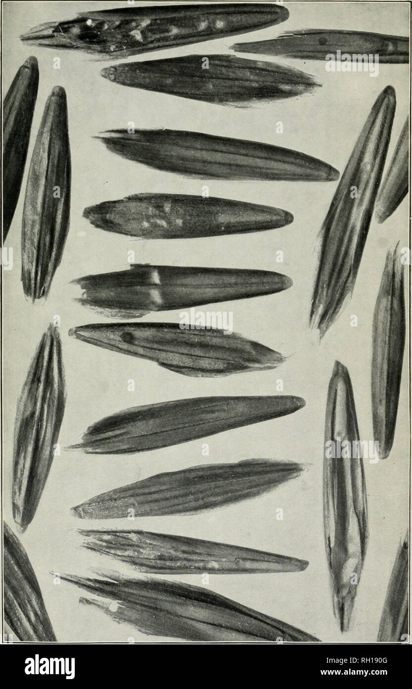 . Bulletin. Agriculture. Bui. Ill, Pt, V, Bureau of Plant Industry, U. S. Dept. of Agricultur Plate VII.. Seeds of Brome-Grass (Bromus inermis). (Magnified six diameters.). Please note that these images are extracted from scanned page images that may have been digitally enhanced for readability - coloration and appearance of these illustrations may not perfectly resemble the original work.. United States. Bureau of Plant Industry. Washington : G. P. O. Stock Photo