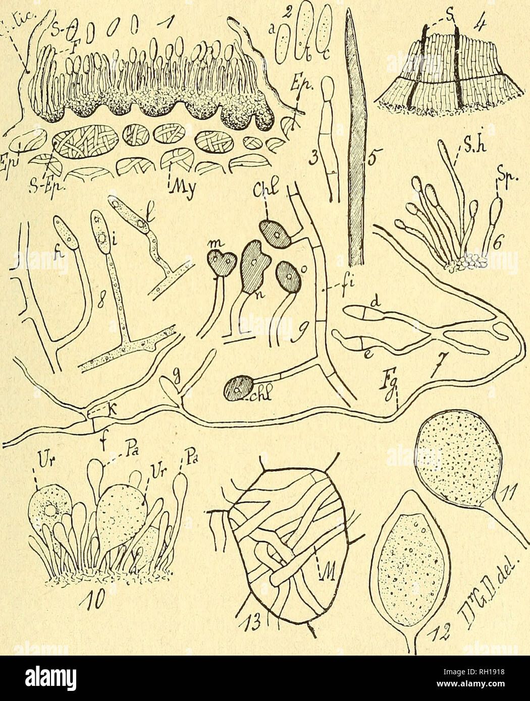 . Bulletin. Mycology; Fungi; Fungi. MALADIES DU VANILLIER. cf/^0 0 0 â *. Gla&gt;.osporium-Colletotrichum Vanillae (1-9).â Uromyces .loffrini (10-13). 19. Please note that these images are extracted from scanned page images that may have been digitally enhanced for readability - coloration and appearance of these illustrations may not perfectly resemble the original work.. SociÃ©tÃ© mycologique de France; SociÃ©tÃ© botanique de France. Epinal : La SociÃ©tÃ© Stock Photo