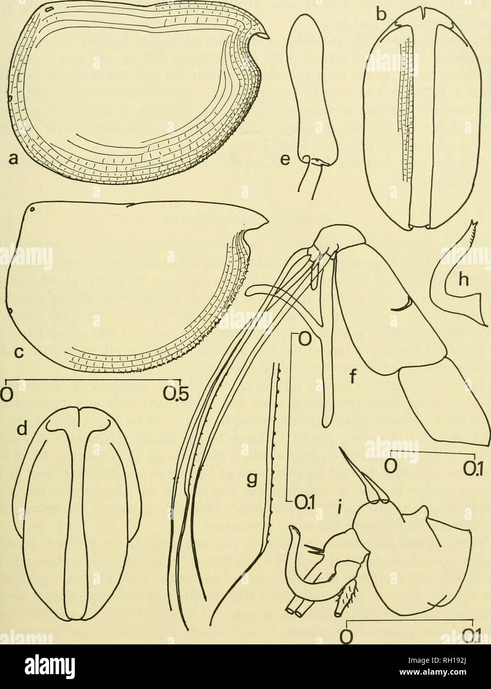 . Bulletin. Natural history; Natuurlijke historie. PELAGIC OSTRACODS OF THE SARGASSO SEA OFF BERMUDA b 61. Figure 26. Conchoecia curta Lubbock, a and b, lateral and ventral views of female, c and d, lateral and ventral views of male, e, capitulum of male frontal organ, f, inale first antenna, g, armature of male principal seta, h, male left clasping organ, i, endopodite of male right second antenna (setae and filaments cut off). Scale at left for a-d; at bottom right for e, h, and i; below f for f; and at center for g. Scales in mm. short spines (Muller), 7-14 (Glaus), and 11-13 (Skogsberg). M Stock Photo