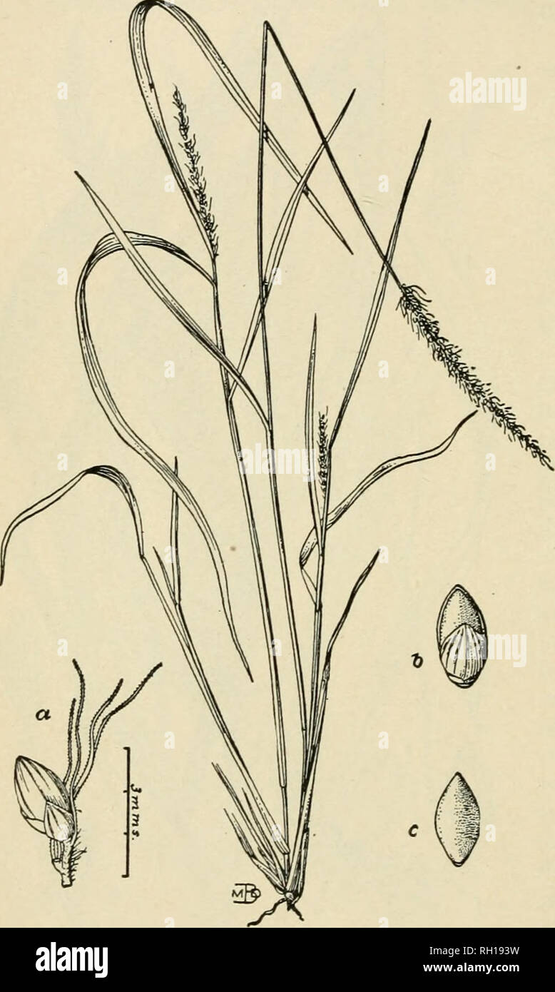 . Bulletin. Gramineae -- United States; Forage plants -- United States. 38 tending a linear-lanceolate, hyaline palea; flowering glume narrowly ovate, acute, short-apiculate, striate, quite strongly transversely undulate-rugose below, striate or pitted at the apex, the inclosed palea narrowly ovate, slightly convex at the base, plane above, striate. Dry soil, in thickets, etc., Texas. July-October. Specimens examined.—Texas: Reverchon 1885; Nealley 1888; 164, 564 Lindheimer 1846; 357 Lindheimer 1845; Kerrville, Smith 1897; Gillespie Co., 783 Jermy; Mouth of Pecos River, 34 Havard 1883. = = Pan Stock Photo