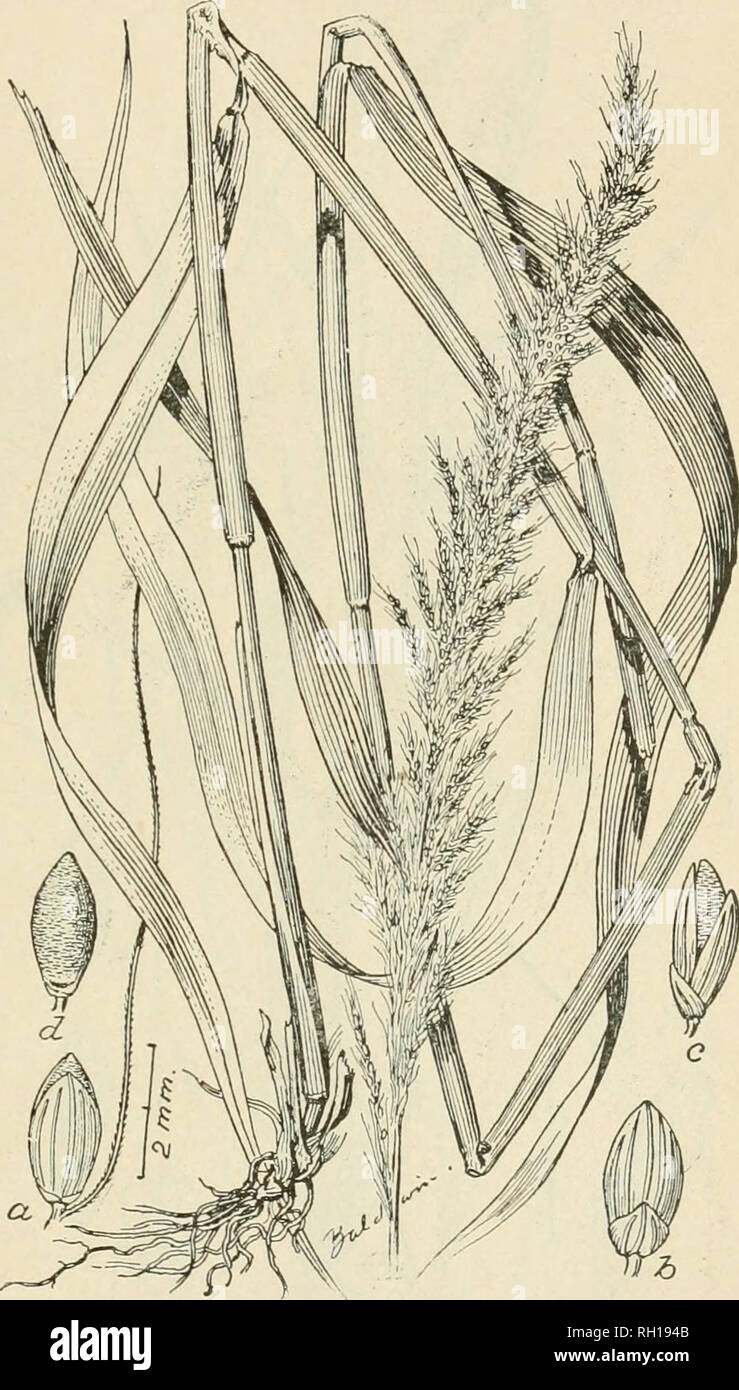 . Bulletin. Gramineae -- United States; Forage plants -- United States. 37 Mexican boundary, 2000 Mearns 1893; no locality, 728 Palmer 1896; Oaxaca, 344 Conzatti &amp; Gonzalez 1897. Readily distinguished from the type by its larger size and elongated, spreading branches of the panicle. CH^TOCHIiOA GRISEBACHII MEXICANA var. nov. Seiarin mexicana Schaffner in Herb. A denseh' caespitose form, 6 to 10 cm. high, with interrupted panicles 1 to 3 cm. long and short leaves 2 to 3 cm. in length. Spikelets as in the type. San Luis Potosi, 1044 Schaffner 1876; Schaffner, Sept., 1877. i Flowering glume f Stock Photo