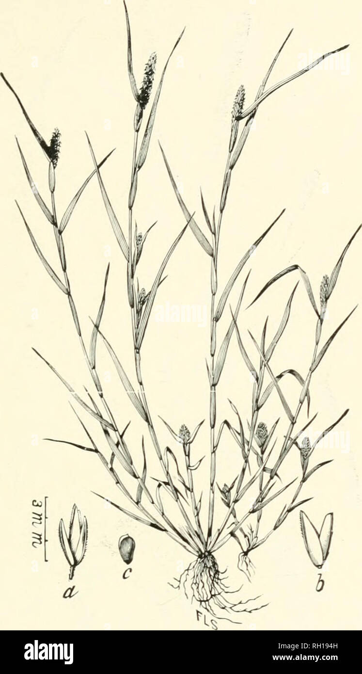 . Bulletin. Gramineae -- United States; Forage plants -- United States. 131. Fig. 113. Heleochloa schoenoides (L.) Host (Phleum schcen- oides L.; Crypsis schanoidea Lam.). Rush-like Timothy.—A diffusely branching ciespitose annual 1 to 3 dm. Hgh, with in- flated sheaths, rather short, spreading leaves, and densely flow- ered ovate, or oblong, spike-like panicles.—Waste ground about New York City, Philadelphia, etc., sparingly naturalized. [Europe and Asia.] July, August.. Please note that these images are extracted from scanned page images that may have been digitally enhanced for readability  Stock Photo