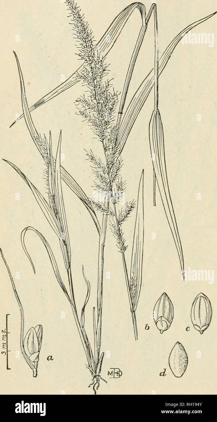 . Bulletin. Gramineae -- United States; Forage plants -- United States. 36 wide, scabrous and sparingly short pubescent on both sides, mid vein prominent below, becoming obsolete above. Axis of the inflorescence angular, pilose, branches very short, appressed, few-flowered, the lower remote; setae single or in pairs, somewhat flexuous, widely spreading, purple or sometimes green, 5 to 15 mm. long. Spikelets ovate, acute, 2 mm. long; first glume broadly cordate, inclosing the base of the spikelet, acute, 3-nerved, one-third as long as the spike- let; second glume obtuse, 5 to 7 nerved, nearly e Stock Photo