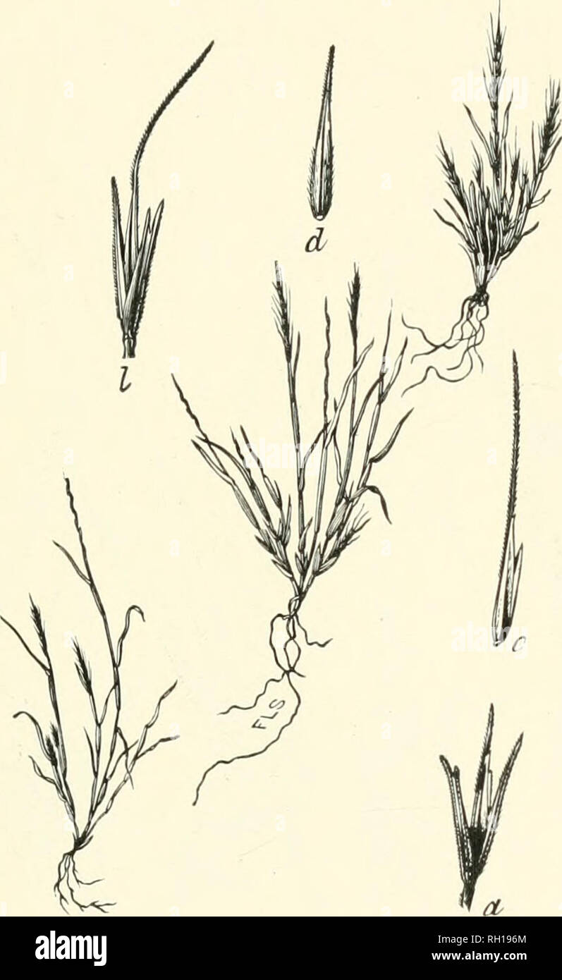 . Bulletin. Gramineae -- United States; Forage plants -- United States. 127. Fig. 109. Muhlenbergia schafFneri Founi; Beal, Grasses N. Am., 2: 239.—A low, cii'spitose, branching annual 2 to 10 cm. high, witli short leaves and simple, spike-like panicles. Awn of the flowering glume 1 to 7 lines long.—&quot; Dry, gravelly patches of thin soil,&quot; mountains of Arizona and New Mexico. [Mexico.] September.. Please note that these images are extracted from scanned page images that may have been digitally enhanced for readability - coloration and appearance of these illustrations may not perfectly Stock Photo