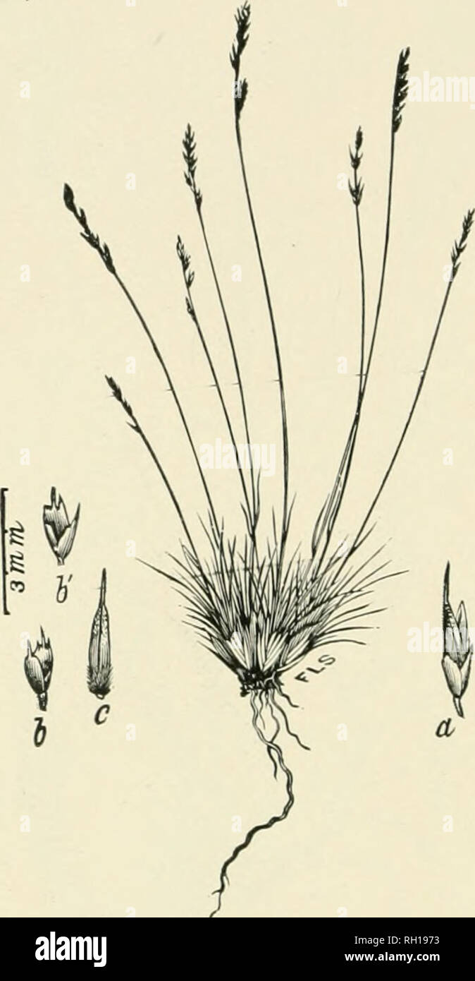 . Bulletin. Gramineae -- United States; Forage plants -- United States. 126. Fig. 108. Muhlenbergia filiculmis Vasey; Contrib. U. S. Nat. Herb. 1: 267; Beal,Grasses N. Am., 2 : 250. Thread-like Muhlen- bergia.—A low, tufted perennial with lililbrni scape-like culms 1.5 to 3..&quot;) dm. biffb, setaceous radical leaves and narrow, spike-like panicles 2 to 5 cm. long.—Sandy soil, Ute Pass, El Paso County, in moist i)rairies at Como, Park County, and on the mesas at Twin Lakes, Lake County, Colorado; alt. 2,000 to 3,000 m. July-t?ep- tember.. Please note that these images are extracted from scann Stock Photo