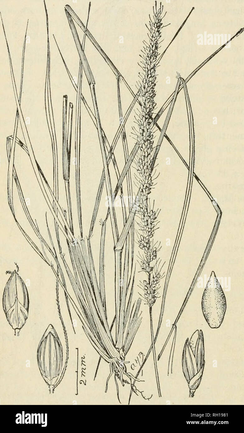 . Bulletin. Gramineae -- United States; Forage plants -- United States. 28 Spikelets short-pedicellate, narrowly ovate, acute, 2 or rarely 3 mm. long; first glume acute or acuminate, 3-nerved, one-half as long as the spikelet; second glume broadly ovate, acute or apiculate, 5-nerved, nearly equaling the spikelet in length; third glume similar to the second, 5-nerved, equaling the flowering glume, subtending a lanceolate, hyaline palea; glumes pale, with prominent green nerves; flowering glume narrowly ovate, acute, short-apiculate, striate, nearly smooth, obscurely transversely wrinkled below, Stock Photo