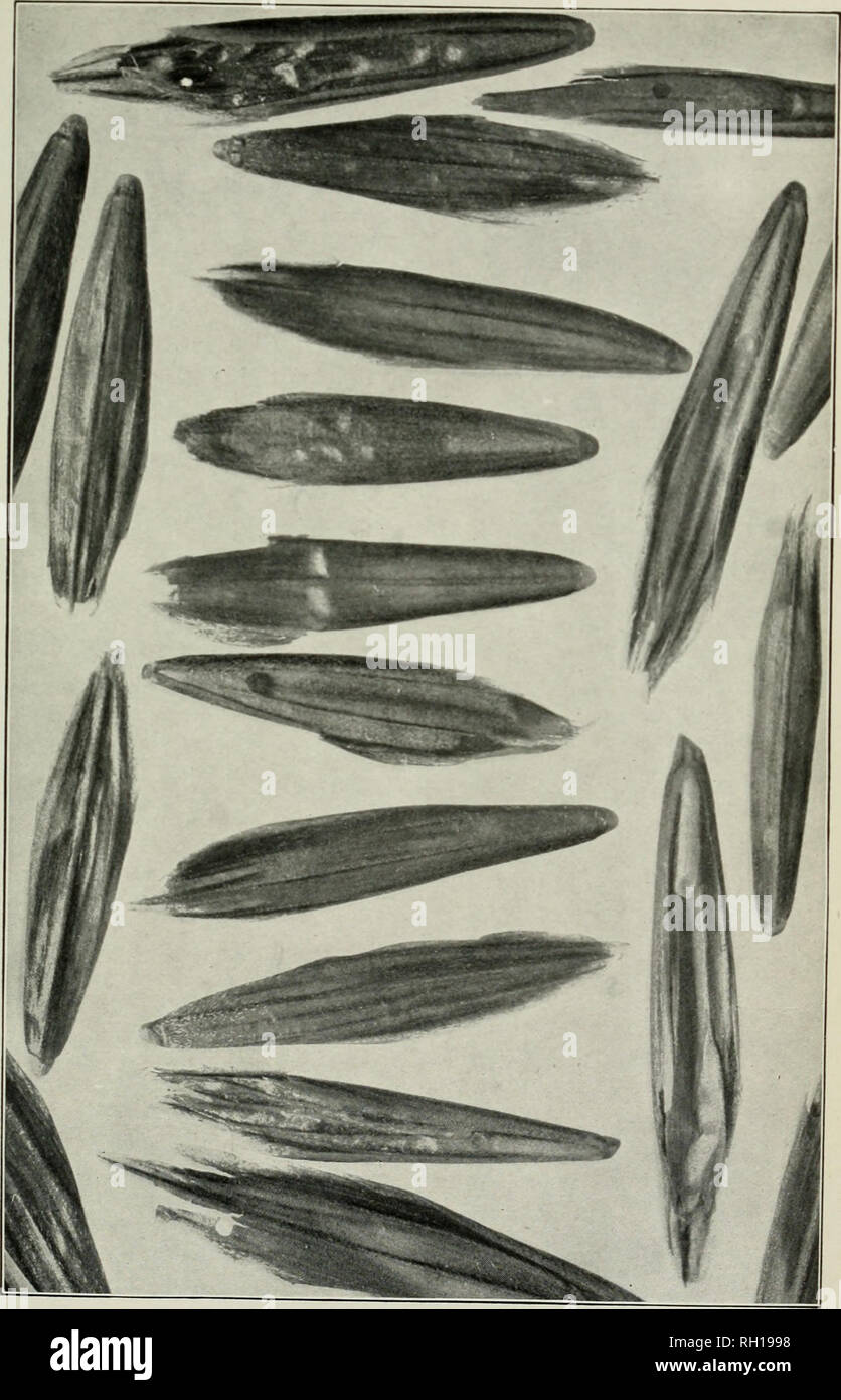 . Bulletin. Agriculture. Bui. Ill, Pt. V, Bureau of Plant Industry, U, S. Dept. of Agriculture. Plate III.. Seeds of Brome-Grass iBromus inermisj. (Magnified six diameters.). Please note that these images are extracted from scanned page images that may have been digitally enhanced for readability - coloration and appearance of these illustrations may not perfectly resemble the original work.. United States. Bureau of Plant Industry. Washington : G. P. O. Stock Photo